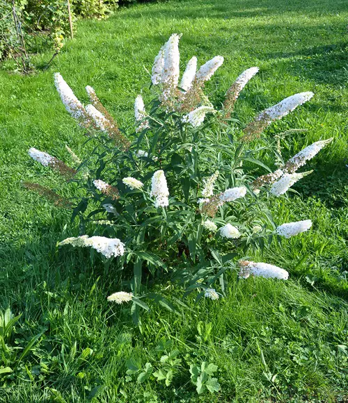 Beautiful Weeds That Draw in Most Pollinators