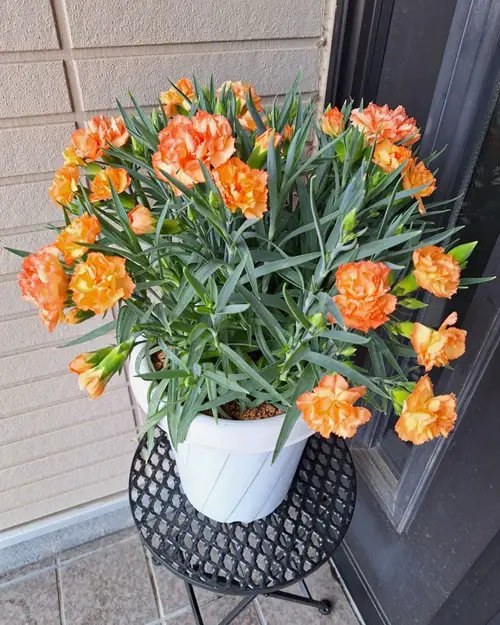 Amazing Flowers That Look Like Mums