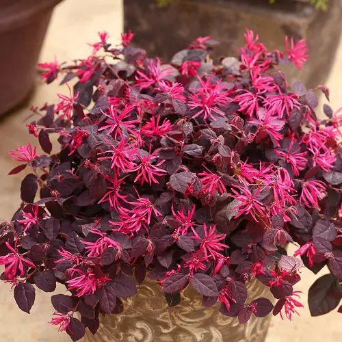 outdoor plants with pink leaves 2