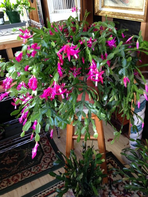 christmas cactus plant in pot