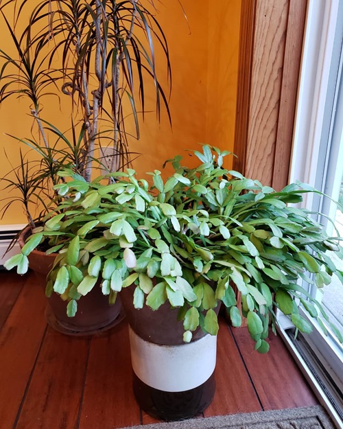 Christmas cactus is placed to ensure a temperature