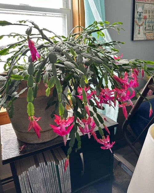 Christmas Cactus Growing Slowly? 7 Reasons Why 2