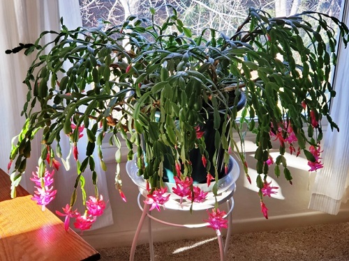 Christmas cactus pot near window