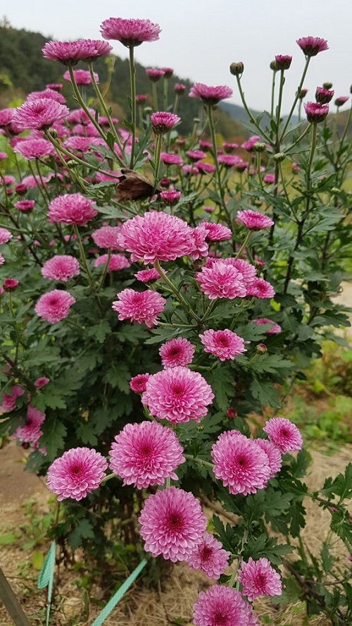 How to Keep Mums Blooming All Fall 1