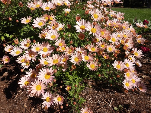 How to Keep Mums Blooming All Fall 2