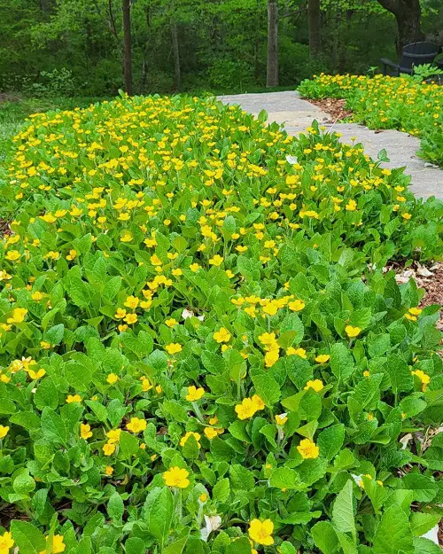 goldenstar ground cover for shade