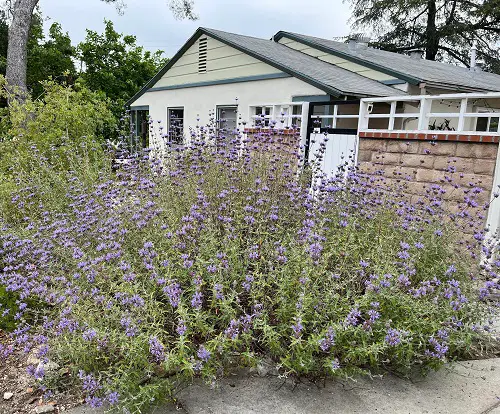 Cleveland sage in garden