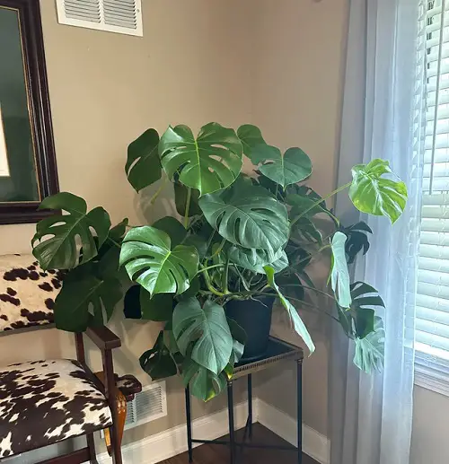 Monstera Decorate Ideas
