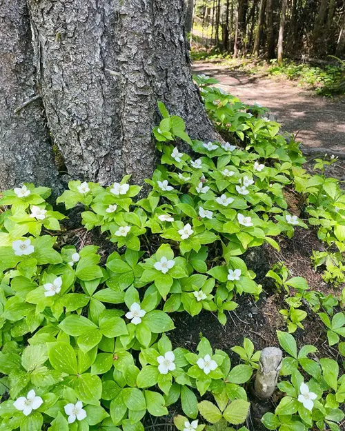 top Ground Covers That Bloom In Shade