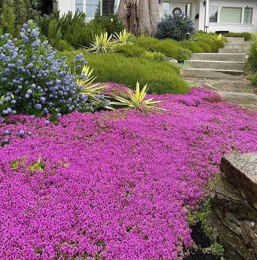 Purple Creeping thyme ground cover