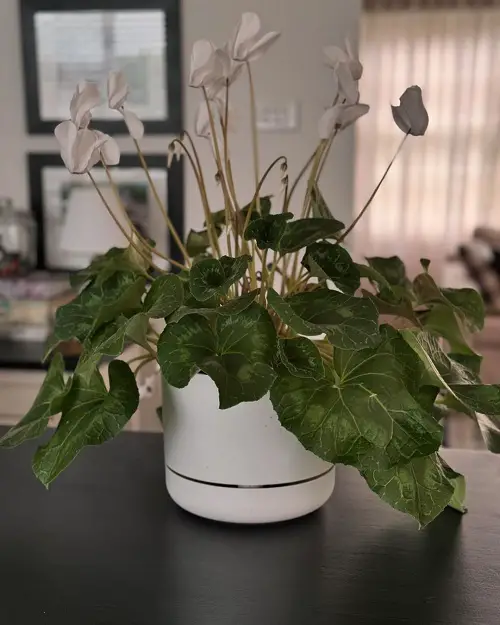 Cyclamen flower plant care