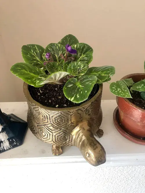 DIY Centerpiece with African Violet Pot