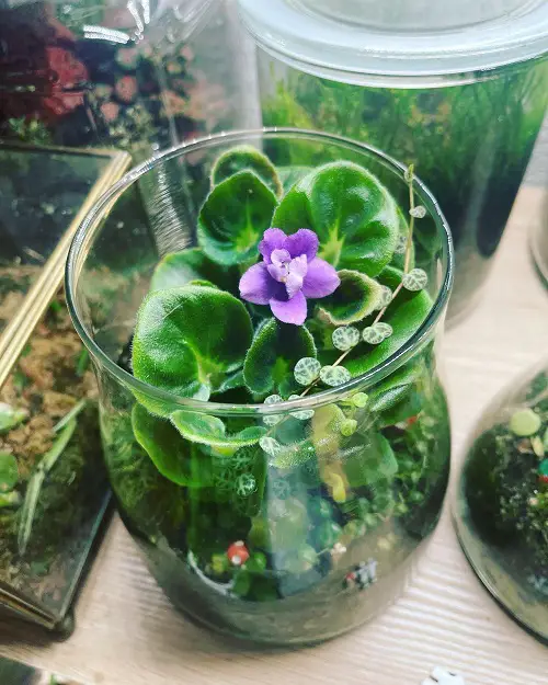 Mini African Violet Pot DIY
