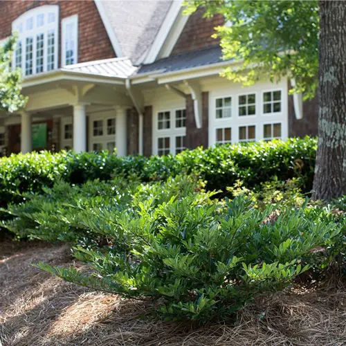 Boxwood Alternatives That Thrive And Grow Like Them