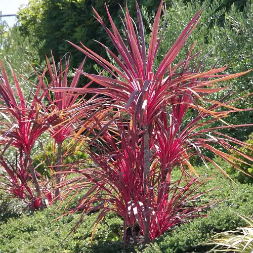 outdoor plants with pink leaves 4
