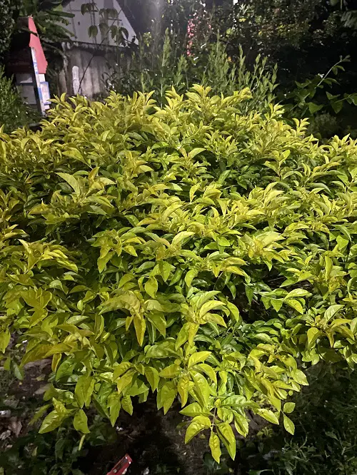 best options for shrubs other than boxwood 2