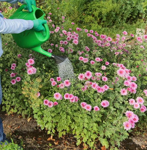 good drainage for mums