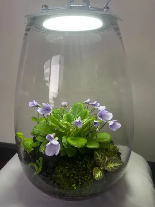 African Violets Terrarium