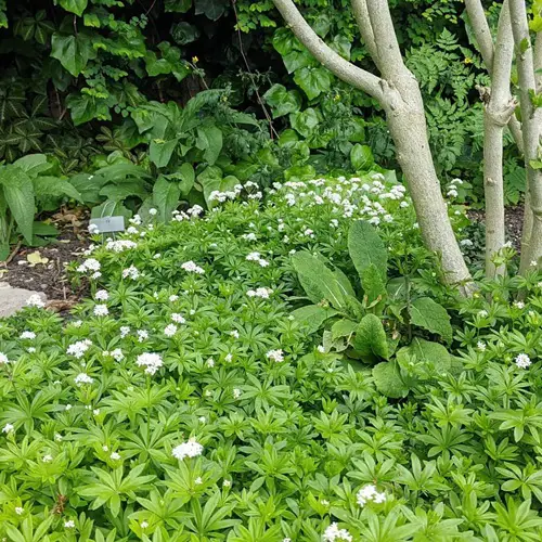 Ground Covers That Bloom In Shade