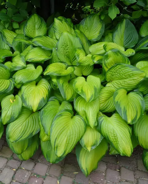 Variegated Hosta Varieties 3