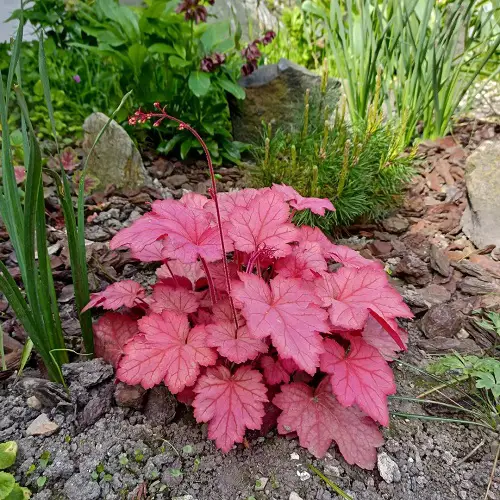Heuchera Georgia Peach in garden