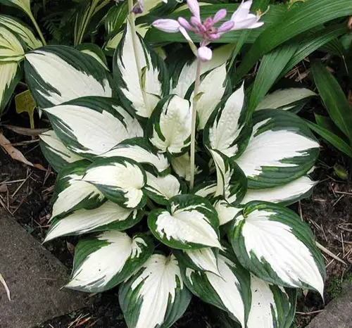 Variegated Hosta Varieties