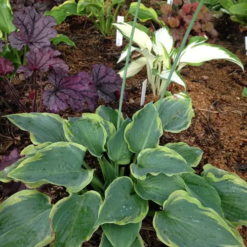 best Variegated Hosta Varieties Plant