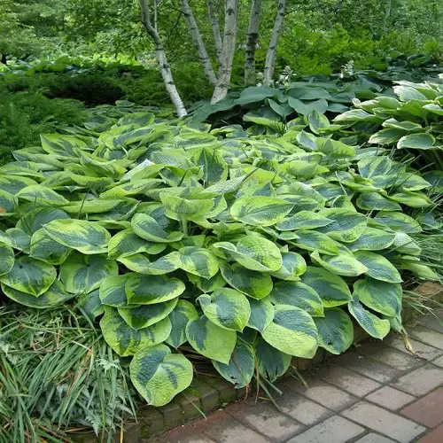 Tokudama Flavocircinalis Variegated Hosta Varieties Plant 1