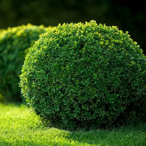 Popular alternative shrubs to Boxwood 2