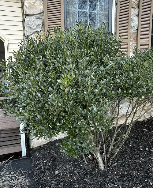 Best Shrubs to Plant for Winter Interest in Garden 5