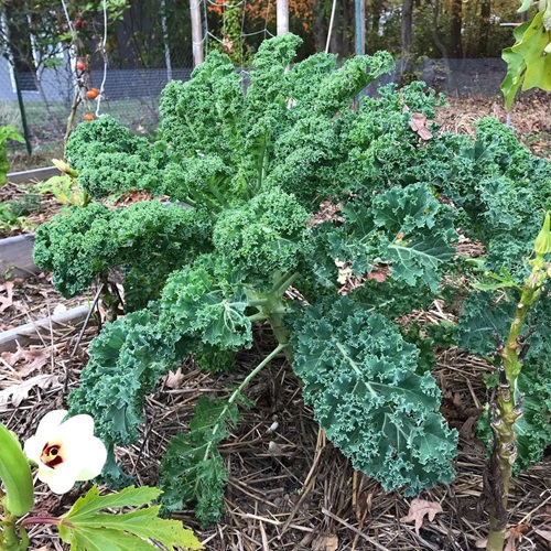 Frost Tolerant Vegetables You Can Grow in October