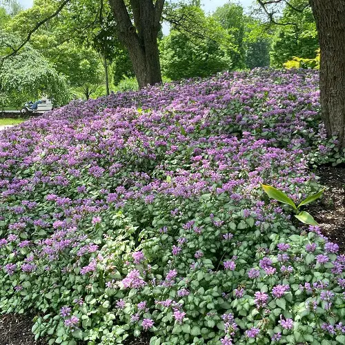 purple dragon shade ground cover