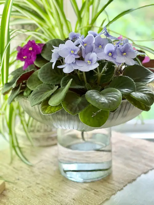 Best DIY Pots For African Violets 2