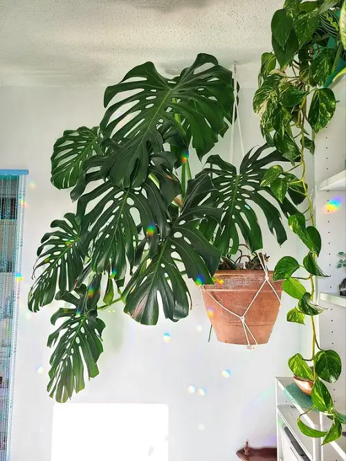 Best places to Keep Monstera at Home 2
