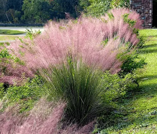 pink muhly grass in garden