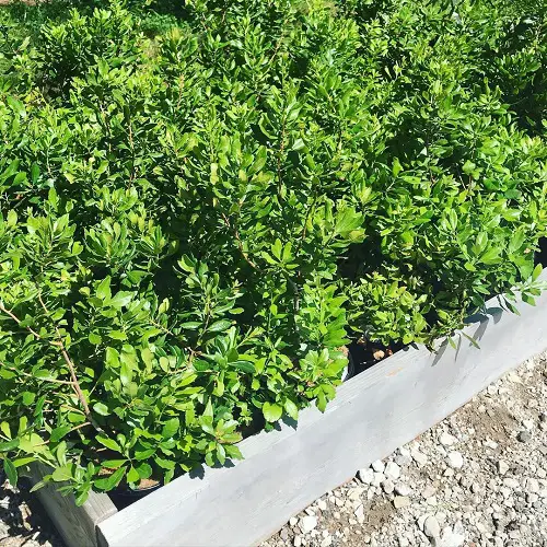 Popular alternative shrubs to Boxwood 3