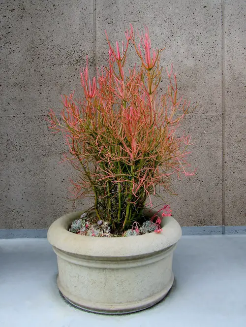 Houseplants with Red Leaves 5