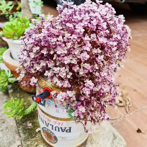 Pink Leaf Outdoor Plants for Year Round Color 5