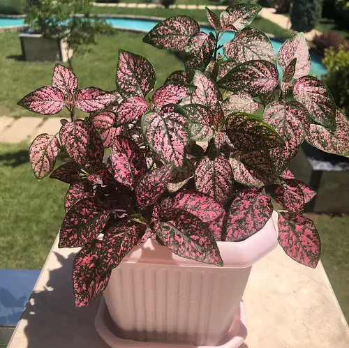 polka dot plant in pot