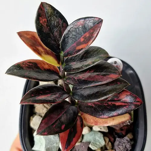 Colorful ZZ Plants You Should Grow this Christmas 1