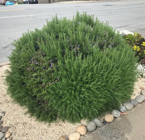 Grow Rosemary That Lives For Years