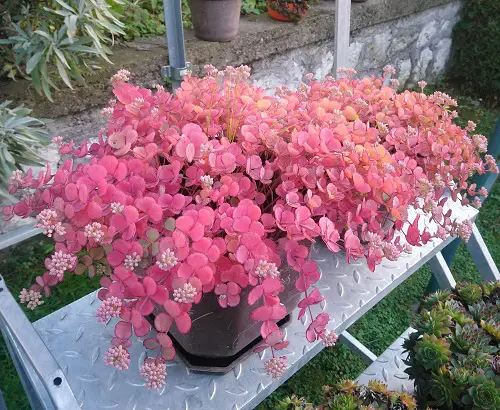 outdoor plants with pink leaves 3