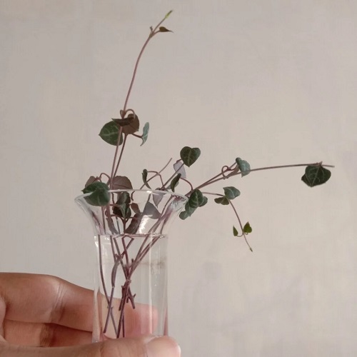 Growing String of Hearts in Water