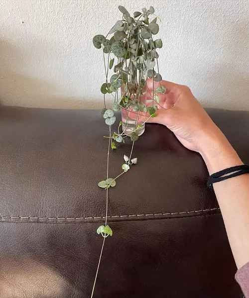 propagating string of hearts in water 3