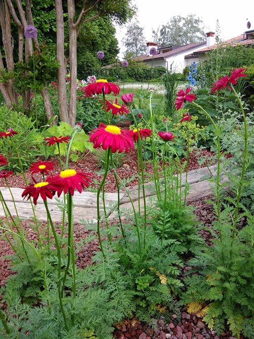 beautiful Best Short Lived Perennials