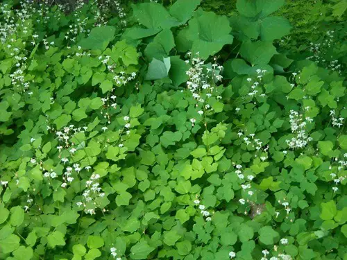Shade-Blooming Ground Covers