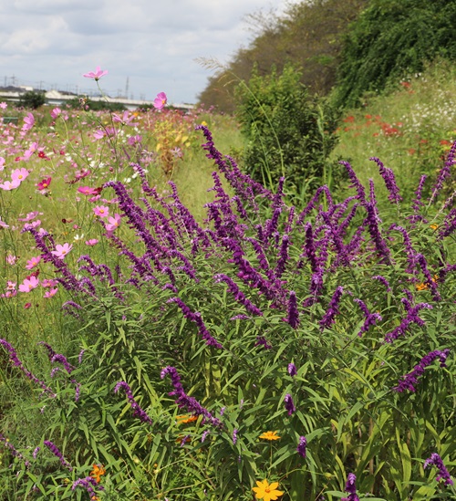 Short Lived Perennials