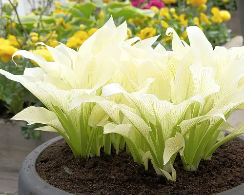 Variegated Hosta Varieties Plant 1