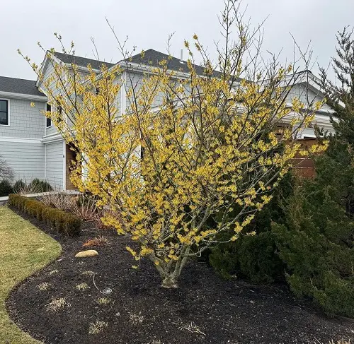 Witch hazel in garden