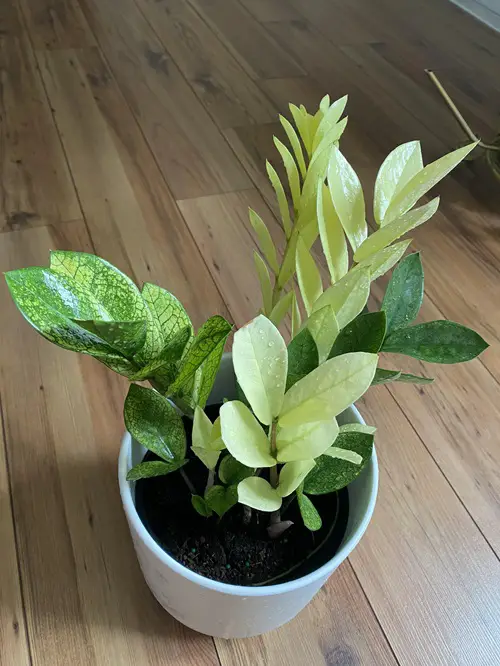ZZ white variegated plant